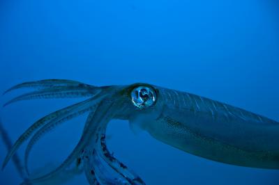 La pêche du calamar à la turlutte du bord