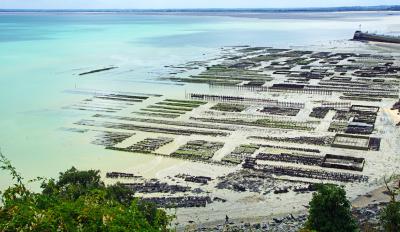 Pêche au bar dans les parcs à huîtres