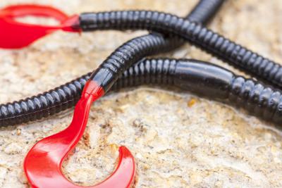 Pêcher la daurade royale au leurre souple