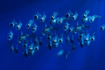 Où pêcher le maquereau?