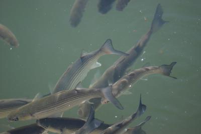 Pêcher le mulet au bouchon