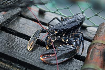 Cuisiner le homard