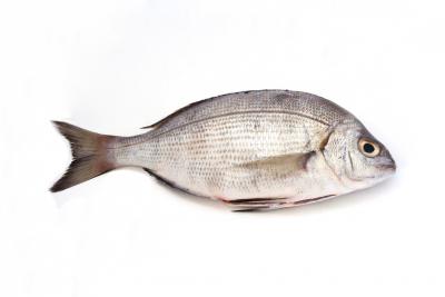 La pêche de la daurade grise à soutenir