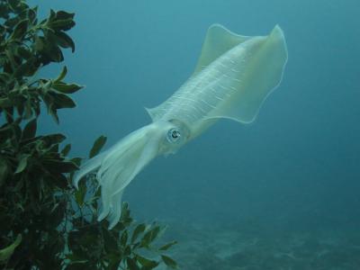 Le calamar ( ou encornet)