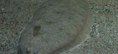 Pêcher la sole en surfcasting