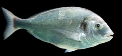 Conseils sur le matériel pour pêcher la daurade royale à soutenir