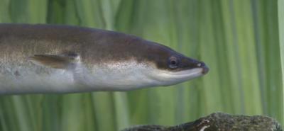 L'anguille de rivière