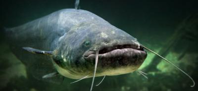 Le silure