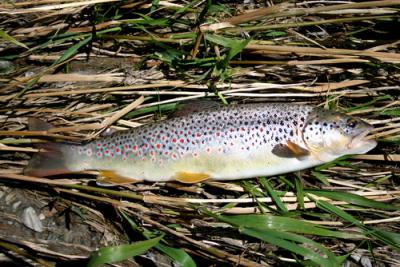 Pêche de la truite à la cuillère
