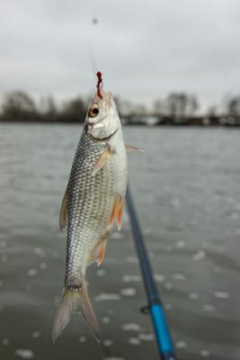 La pêche du gardon au bouchon 