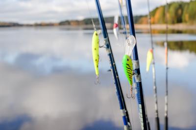 La pêche de la perche au poisson nageur