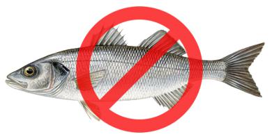 Interdiction de la pêche du bar en 2018 : POUR ou CONTRE ?