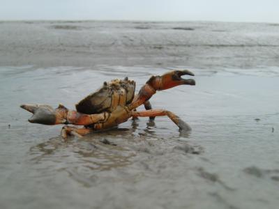 Le crabe