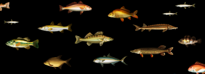 5 règles d’or pour pêcher un carnassier