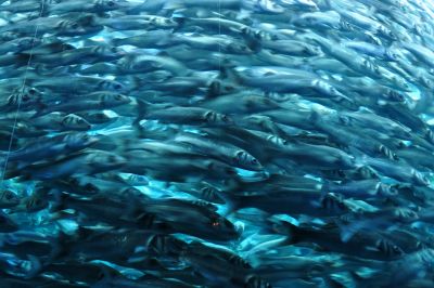 Pêche du bar en Europe : bonnes nouvelles !