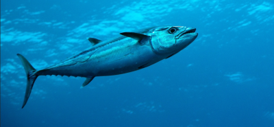 Interview : Quel est l'avenir de la pêche de loisir en mer ?