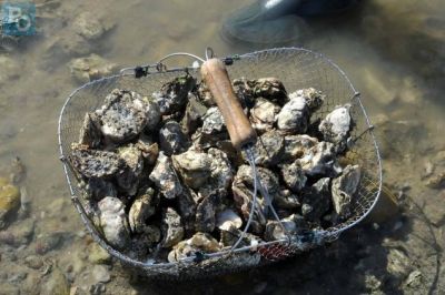 GATHERING SEAFOOD BY HAND
