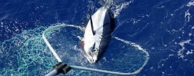 Pêche du thon : les périodes de captures en 2020