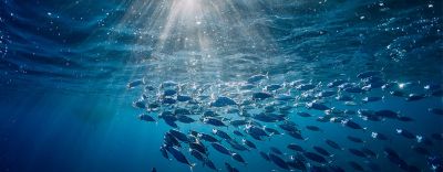 24 secrets sur la pêche du thon