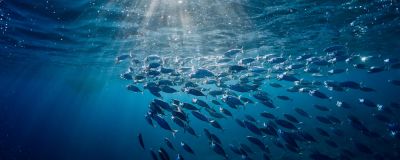 Découvrez quel équipement choisir afin de pêcher le thon cet été