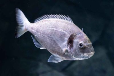 La daurade grise (ou dorade grise)