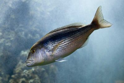 Le denti (ou denté)