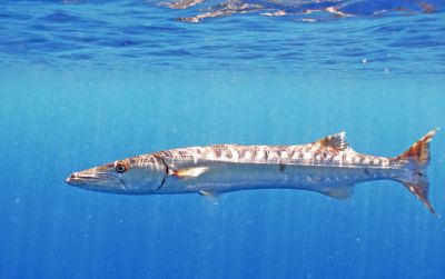 Le barracuda
