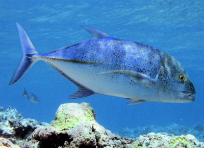 La carangue à grosse tête