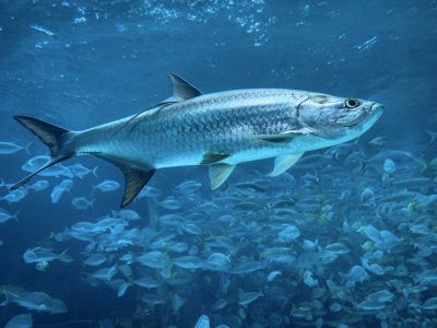 Le tarpon