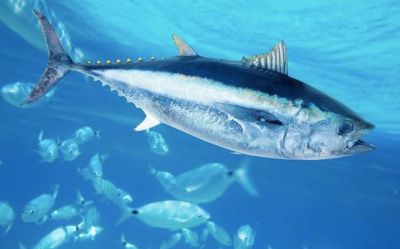 Dossier spécial sur le thon