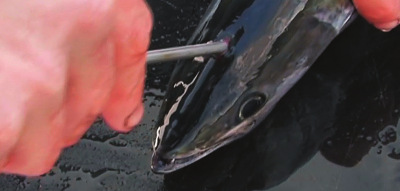 Technique de pêche : Ike Jime, ou l’art de préserver la qualité du poisson