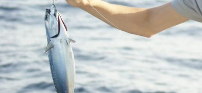 La pêche à la ligne flottante : le bouchon dérivant