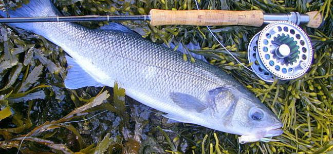 La pêche à  la ligne flottante : la pêche au coup