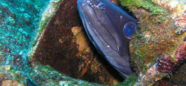 Pêcher l'anguille en surfcasting