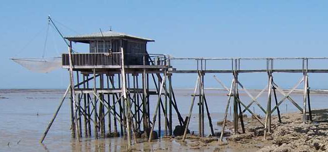 Comment pêcher l'éperlan au carrelet ?