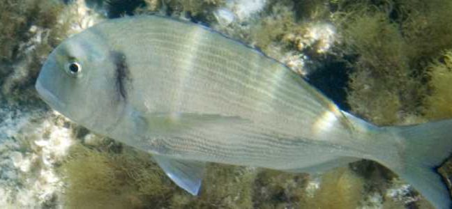 Pêcher la daurade depuis un quai ou une digue
