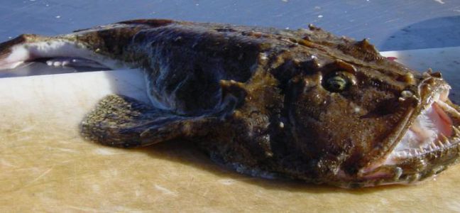 La lotte (ou baudroie)