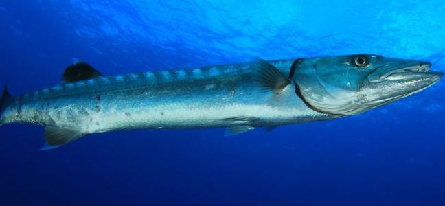 La pêche du barracuda à la traîne