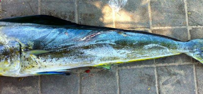 Pêcher la dorade coryphène à la traîne