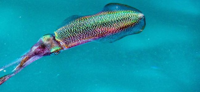 Pêcher le calamar à la sardine