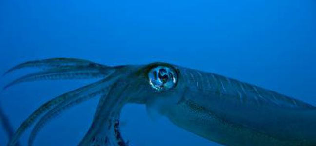 La pêche du calamar à la turlutte du bord