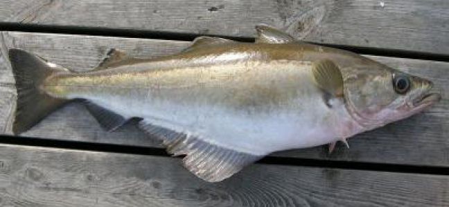 Pêcher le lieu jaune aux appâts naturels