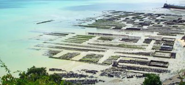 Pêche au bar dans les parcs à huîtres