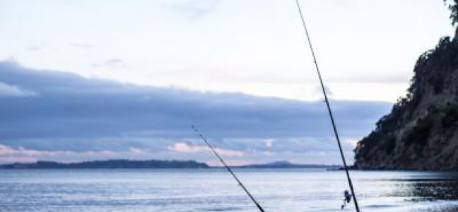 Pêcher la daurade royale en surfcasting