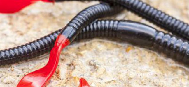 Pêcher la daurade royale au leurre souple