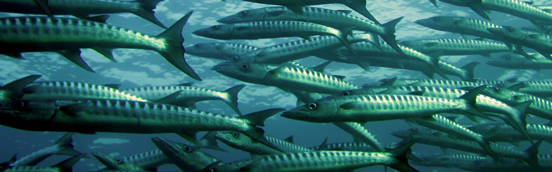 Indice de Pêchabilité (ou Efishency Index)