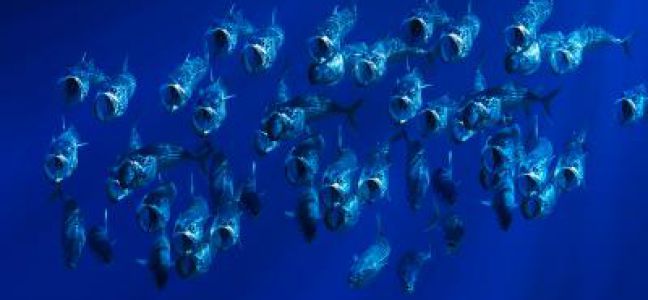 Où pêcher le maquereau?