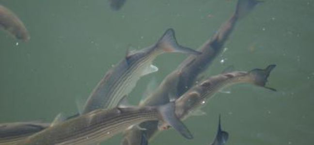 Pêcher le mulet au bouchon