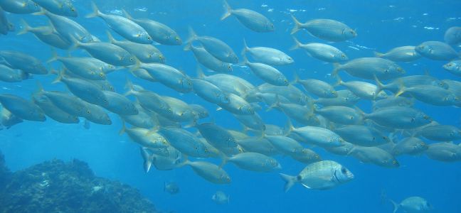 Techniques de pêche de la daurade royale