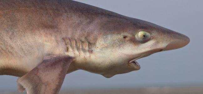 L'émissole tachetée